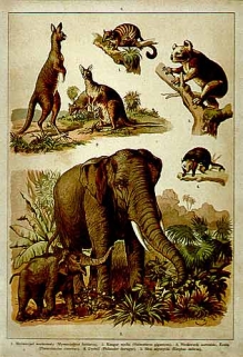 [rycina, ok. 1890] Zwierzęta
