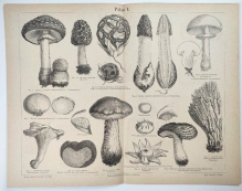 [ryciny, 1878] Pilze I-II.  [grzyby]