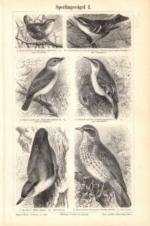 [ryciny, 1897] Sperlingsvogel I, II, III ,IV [ptaki wróblowe]