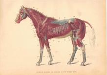 [rycina, ok. 1890] External muscles and tenons of the horse\'s body