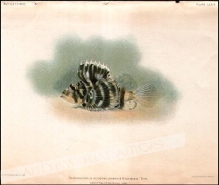[rycina, 1905]. Dendrochirus Hudsoni Jordan & Evermann. Abouttwice natural size.