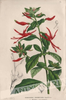 [rycina, ok.1880] Semeiandra Grandiflora