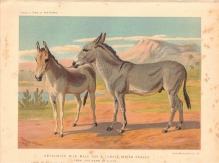 [rycina] Abyssinian Wild Male Ass & Female Indian Onager