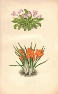 [rycina, 1873] Mazus pumilio, Crocus aucheri [Mazus bagienny, Kosaciec]