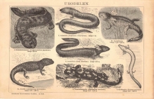 [rycina, 1895] Urodelen. [płazy ogoniaste]