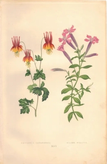 [rycina, 1873] Aquilegia Canadensis [Orlik kanadyjski] Silene Schafta [Lepnica kaukaska]
