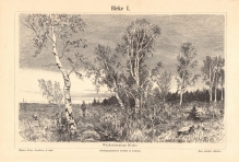 [rycina, 1897] Birke I-II [Brzoza]
