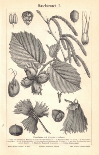 [rycina, 1895] Haselstrauch I.-II. [leszczyna pospolita, orzech laskowy]