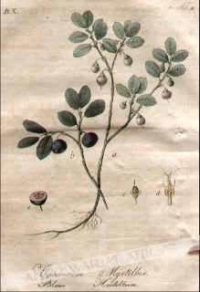 [rycina, 1821] Vaccinium Myrtillus. Blaue Heidelbeere [Borówka czarna, czarna jagoda]