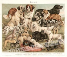 [rycina, ok. 1895] Hunde I [rasy psów]