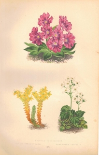 [rycina, 1873] Primula Glaucescens (Pierwiosnek) Sedum Sexangulare (Rozchodnik sześciorzędowy) Cardamine Trifolia (Rzeżucha trójlistkowa)