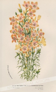 [rycina, ok.1880] Gilia Coronopifolia var Carneo-lutea [rodzina wielosiłowate]