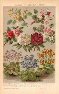 [rycina, 1898] Kalthauspflanzen [rośliny ozdobne]