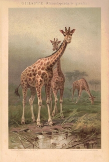 [rycina, ok. 1893] Giraffe (Camelopardis girafa) [Żyrafa]