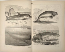 [rycina, 1890] Wale. [walenie]