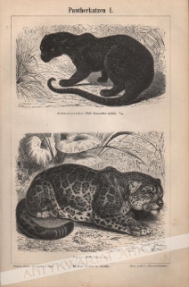 [rycina, 1896] Pantherkatzen I.-II. [dzikie koty]