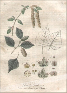 [rycina, 1821] Betula pubescensBetula odorata. Die weichhaarige Birke [Brzoza omszona]