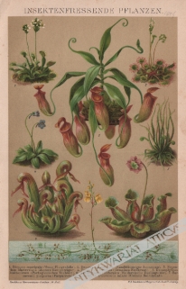 [rycina, 1898] Insektenfressende Pflanzen [rośliny owadożerne]