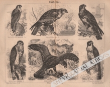 [rycina, 1878] Raubvögel. [ptaki drapieżne]