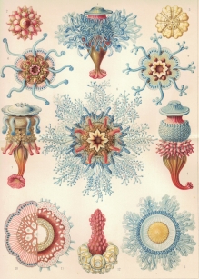 [rycina, ok. 1905] Hydromedusen: Rohrenquallen (Siphonophoren)  [rurkopławy, meduzowate]