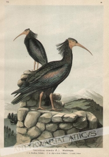[rycina, 1900] [Ibis grzywiasty] Geronticus eremita (L.). Waldrapp