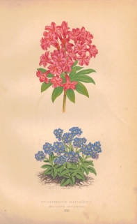 [rycina, 1873] Rhododendrum Ferrugineum (Różanecznik alpejski) Myosotis Alpestris (Niezapominajka alpejska, Niezabudka, Żabie oczka)