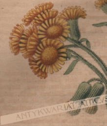 [rycina, 1821] Cineraria palustris. Sumpt Aschenkraut[starzec błotny, astrowate]