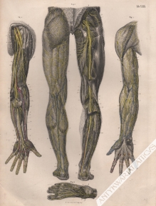 [rycina, 1871] Die Nerven an der vordern Flache des Armes und an der hintern Flache des Beines (tab. XXIX)