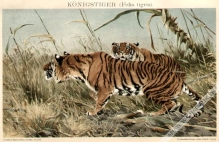 [rycina, 1903] Konigstiger (Felis tigris) [tygrysy]