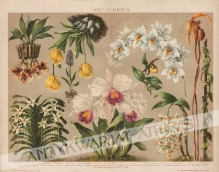 [rycina, 1894] Orchideen [storczyki]