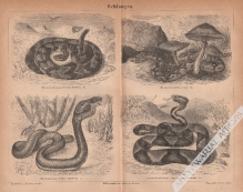 [rycina, 1878] Schlangen [węże]