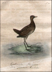 [rycina, 1821] Gallinula Prozana. Das punctirte Meerhuhn [kokoszka]