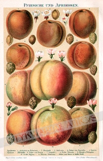 [rycina, 1897] Pfirsiche und Aprikosen [brzoskwinie i morele]