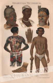 [rycina, 1895] Ornamentale Tattowierung [ozdobne tatuaże]
