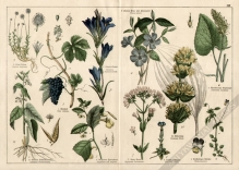 [rycina, ok. 1887] Pentandria Monogynia  [winorośl, goryczka, niecierpek, barwinek, fiołek]