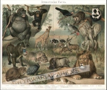 [rycina, 1893] Athiopische Fauna [fauna północno-wschodniej Afryki]