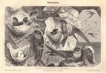 [rycina, 1897] Salanganen. [jerzyki]