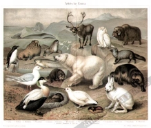 [rycina, 1895] Arktische Fauna [fauna rejonów arktycznych]