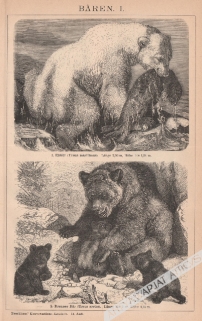 [rycina, 1893] Bären I.-II. [niedźwiedzie]