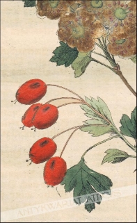 [rycina, 1821] Crataegus oxyacantha. Gemeiner Weissdorn [głóg dwuszyjkowy]