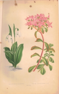 [rycina, 1873] Galanthus Plicatus [Śnieżyczka przebiśnieg] Sedum Oppositifolium [Chiastofil naprzeciwlistny]