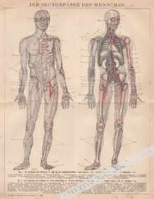 [rycina, 1898] Die Blutgefasse des Menschen [naczynia krwionośne człowieka]