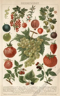 [rycina, 1898] Beerenobst [owoce jagodopodobne]
