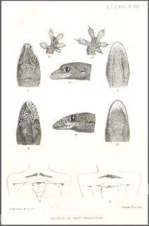 [rycina, 1883] Geckos of New Caledonia  [gekony]