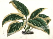 [rycina] Symphytum Officinale