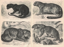 [rycina, 1887] Pantherkatzen. [dzikie koty]