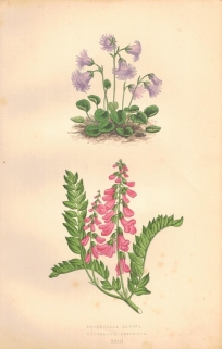 [rycina, 1873] Soldanella Alpina (Urdzik alpejski) Hedysarum Obscurum (Siekiernica górska)