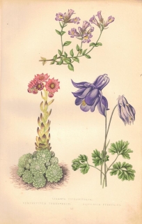 [rycina, 1873] Linaria Origanifolia (Lniczka lebiodkolistna) Sempervivum Tomentosum (Rojnik) Aquilegia Pyrenaica (Orlik pirenejski)