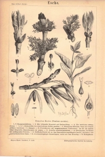 [rycina, 1875] Esche.  [jesion]