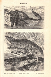[rycina, 1896] Krokodile I-II  [krokodyle]